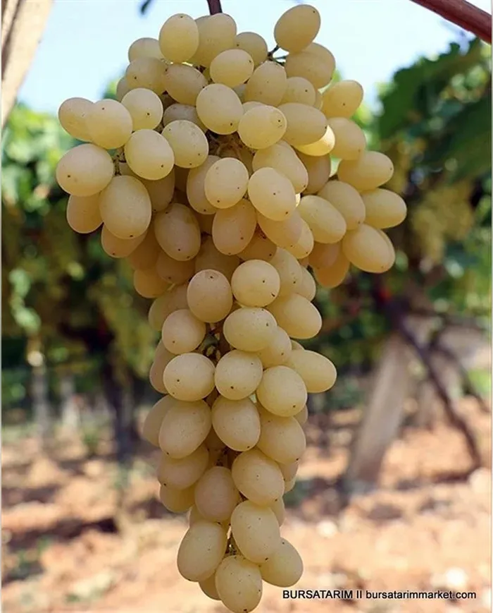 1 KG Çekirdeksiz Üzüm