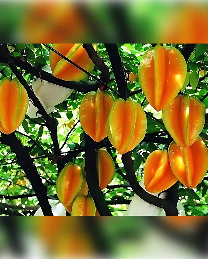 1 Adet Karambola (Yıldız Meyvesi)